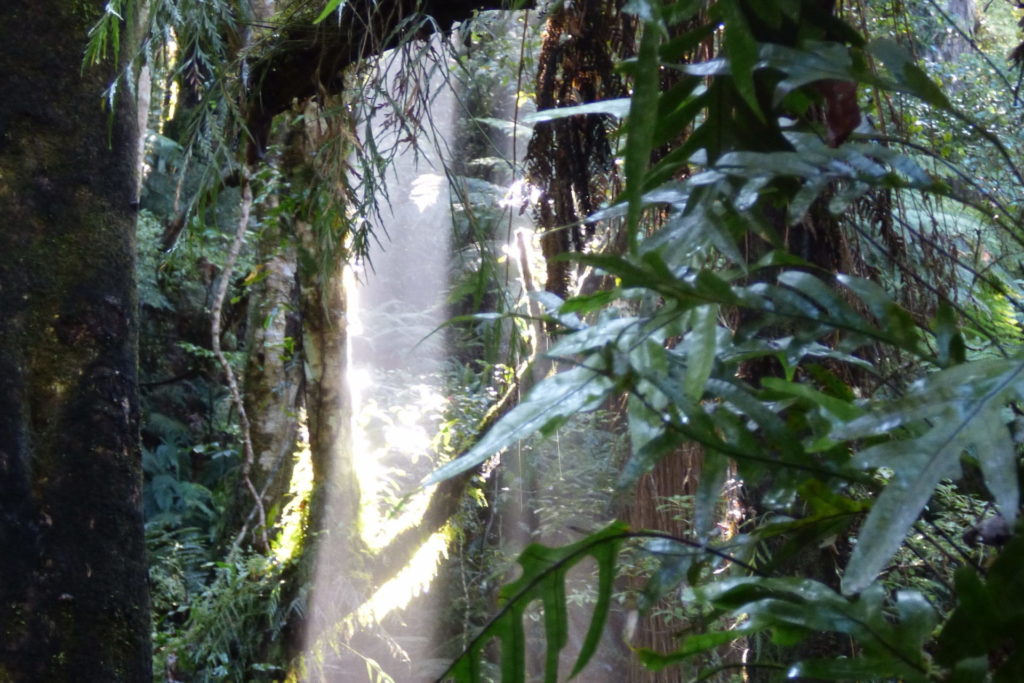 Caitlins, NZ