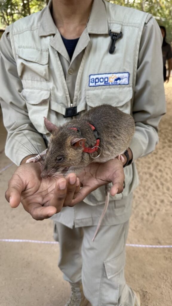 Im Freien hält jemand in beiger Uniform mit APOPO-Logo eine große Ratte im roten Geschirr. Erde und Grün verschwimmen im Hintergrund.