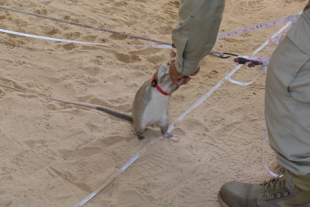 Auf sandigem Boden mit Maßbändern streckt sich eine Ratte im roten Geschirr nach der Hand einer freundlich gekleideten Person.