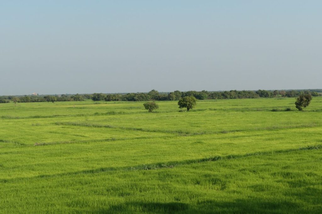 Ein weites, sattgrünes Feld mit verstreuten Bäumen unter blauem Himmel - friedlich, offen und ländlich bis zum Horizont.
