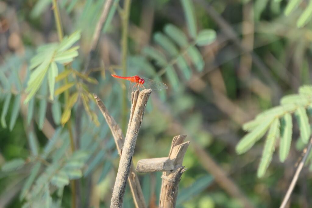 Eine leuchtend rote Libelle sitzt auf einem trockenen Zweig, umgeben von grünen Blättern und unscharfem Hintergrund.