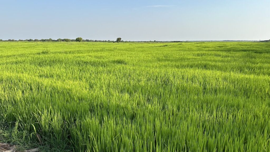 Ein weites, saftig grünes Feld erstreckt sich bis zum Horizont unter blauem Himmel, hier und da stehen vereinzelt Bäume.