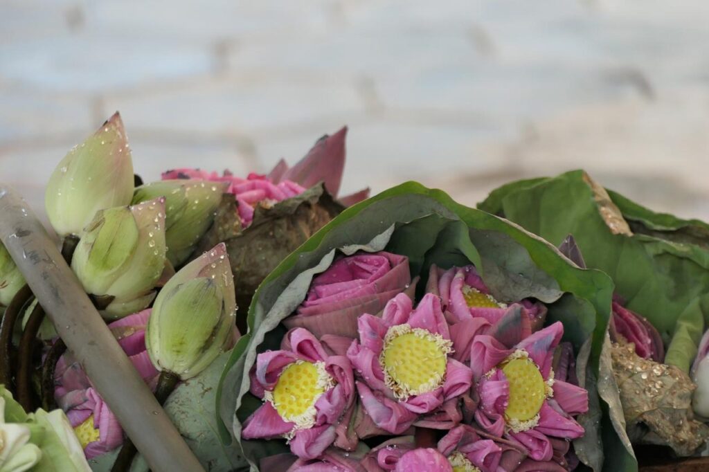 Lotusblumen im Bündel: teils geschlossene, teils offene Blüten mit gelben Zentren und rosa Blättern, in grüne Blätter gewickelt.