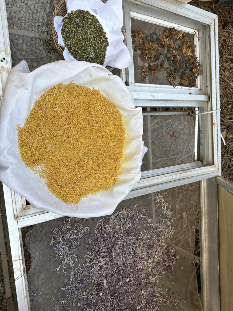 Getrocknete Kräuter und bunte Blüten-grüne Blätter, gelbe Fäden, Wurzeln und lila Blüten-trocknen freundlich am Fenster.