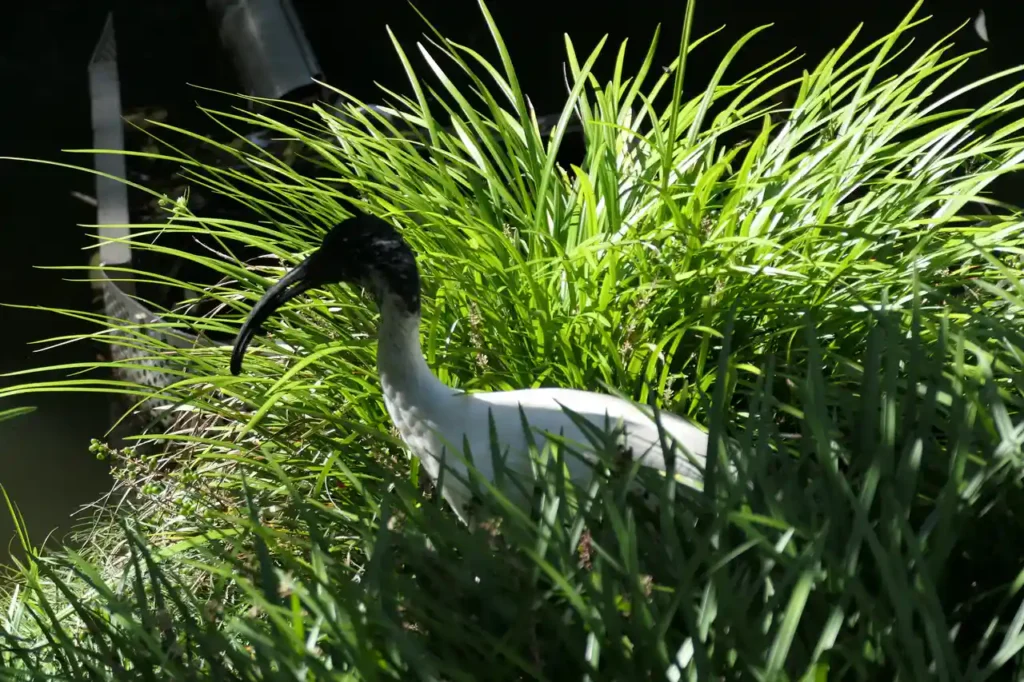 Ein weißer Vogel mit langem, gebogenem schwarzen Schnabel schaut neugierig aus dem sonnigen, hohen grünen Gras hervor.