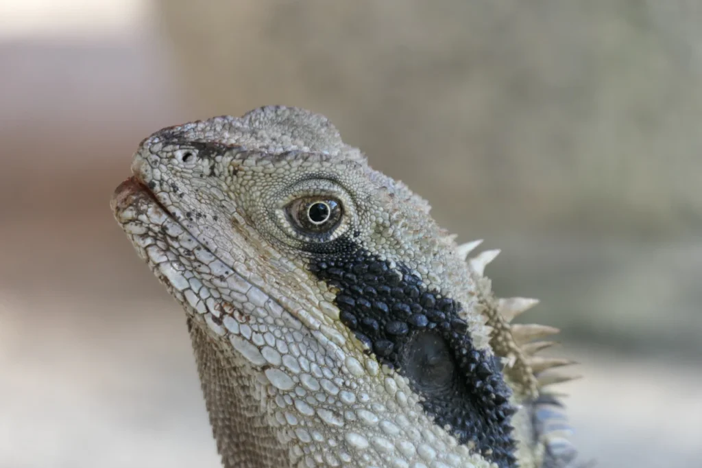 Nahaufnahme eines Echsenkopfes mit strukturierter Schuppenhaut, schwarzem Streifen hinter dem Auge und kleinen Nackenschuppen.