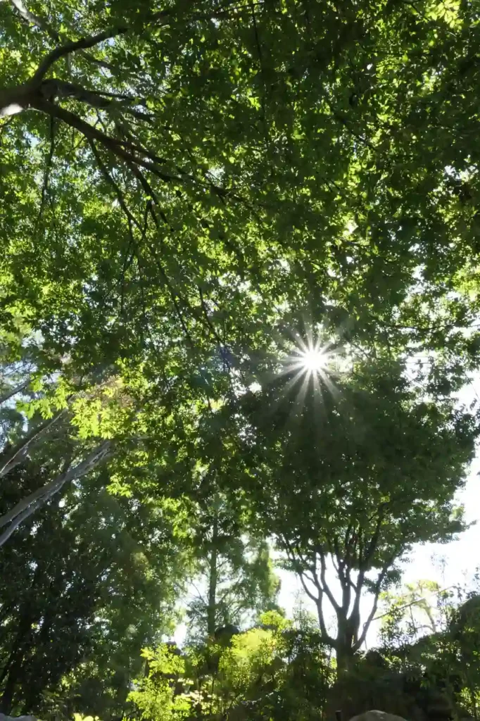 Sonnenschein fällt durch ein dichtes Blätterdach hoher Bäume und zaubert Lichtsterne sowie ein fröhliches Schattenspiel darunter.
