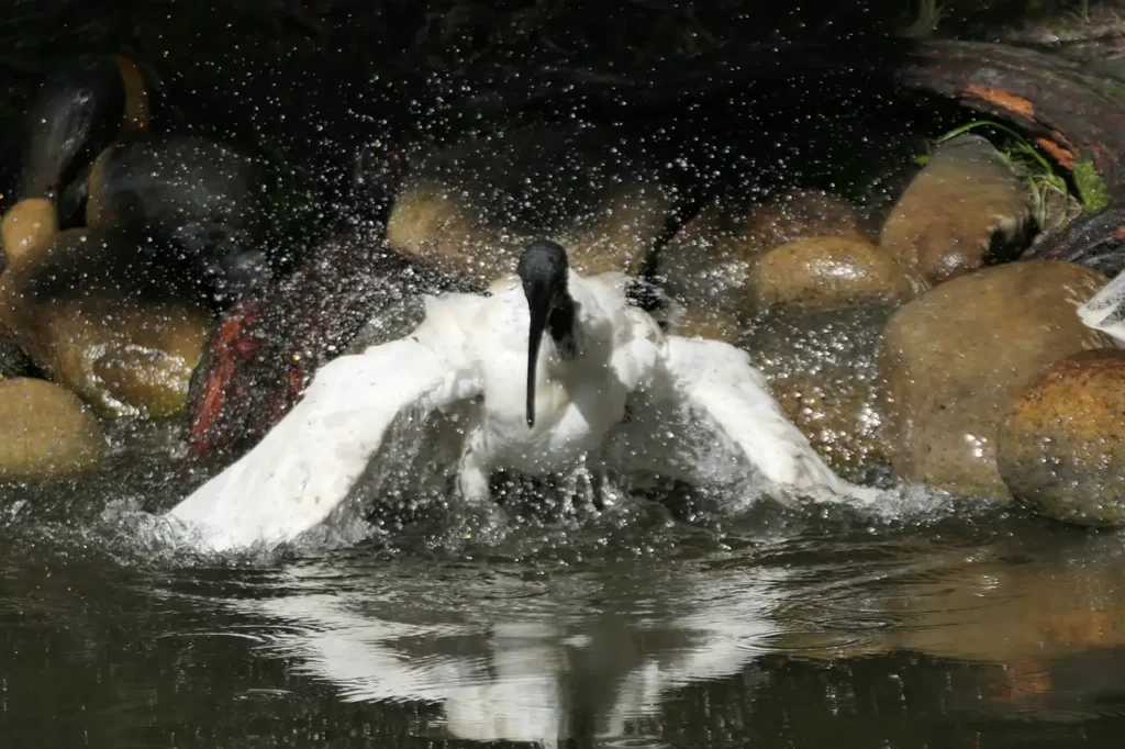 Ein weißer Vogel mit schwarzem Kopf, wohl ein Ibis, planscht fröhlich im seichten Wasser vor braunen Felsen und dunklen Schatten.