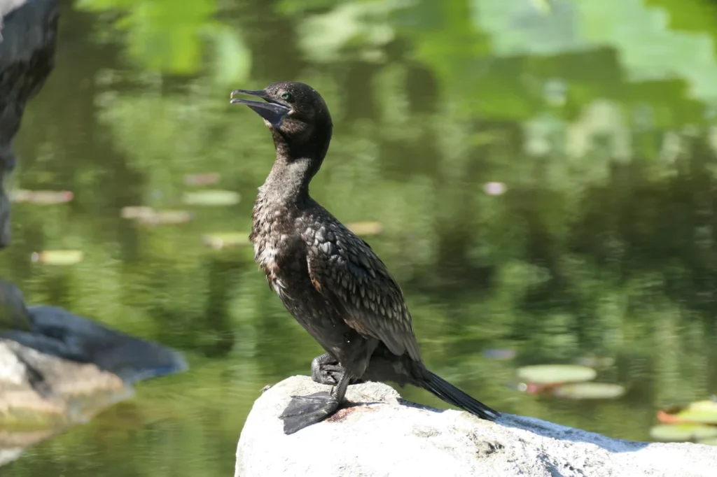 Ein schwarzer Kormoran steht entspannt auf einem hellen Felsen am Teich, dahinter schimmern grüne Wasserpflanzen und Seerosen.