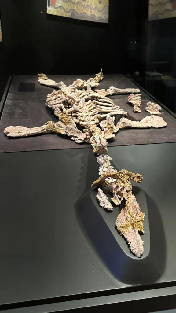 In sanftem Licht liegt auf einem schwarzen Tisch das Fossilienkelett eines urzeitlichen Meerestiers - spannend im Museum ausgestellt.