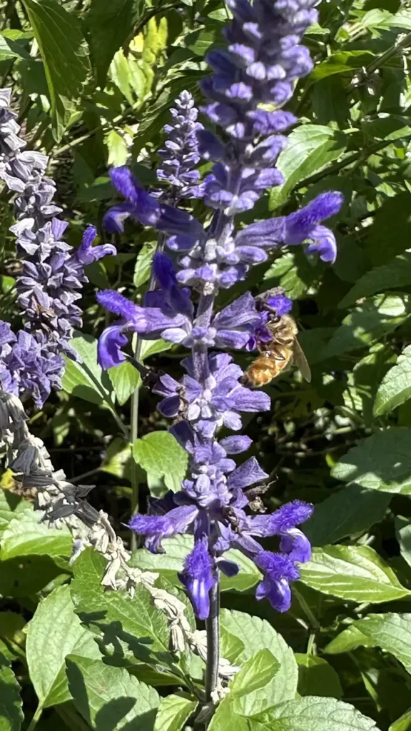 Eine fleißige Biene sammelt Nektar an einer hohen, lilafarbenen Blüte, umgeben von grünen Blättern im sonnigen Garten.
