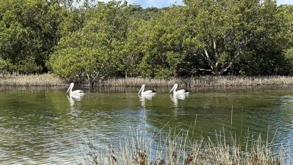 Drei weiße Pelikane schwimmen gemeinsam auf stillem Wasser, umgeben von Schilf und grünen Bäumen unter blauem Himmel.