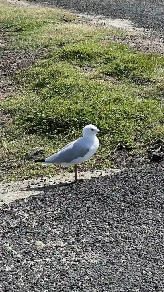Eine Möwe steht am Rand eines gepflasterten Wegs neben Gras, schaut nach rechts und wirft einen Schatten in der Sonne.