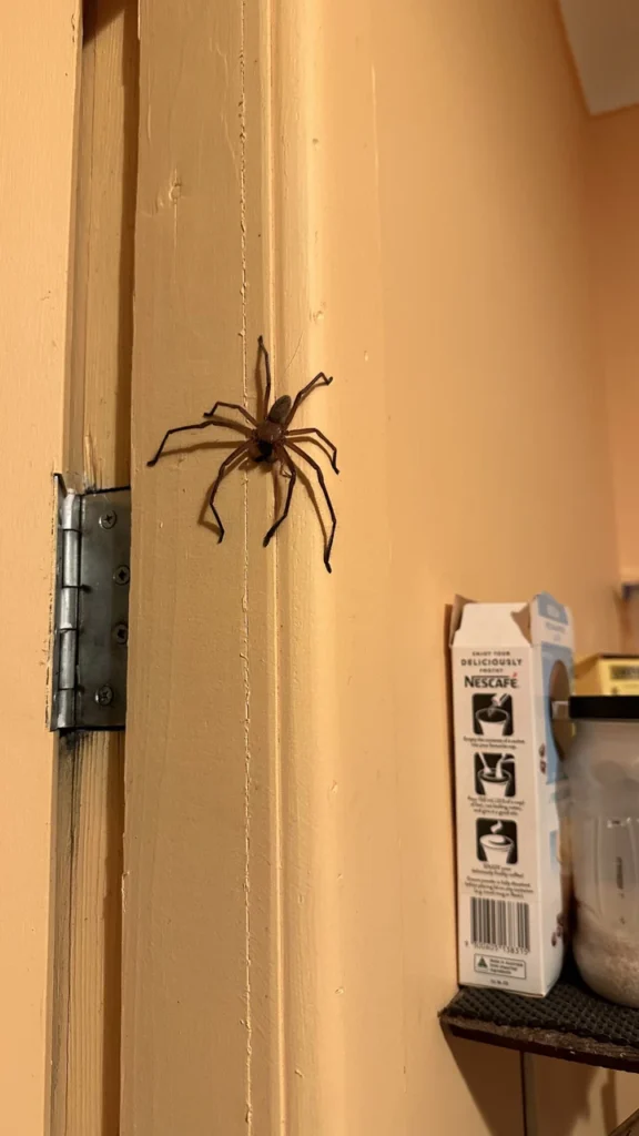 Mitbewohner Huntsman Spider (groß aber harmlos)
