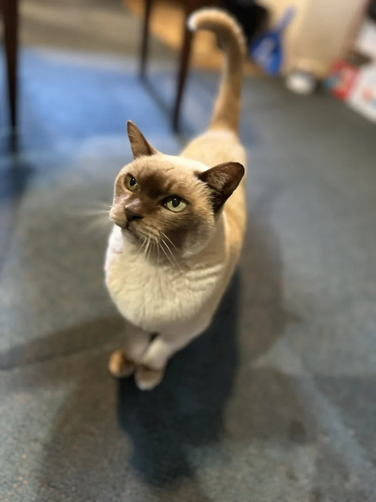 Toby, der Thai-Kater