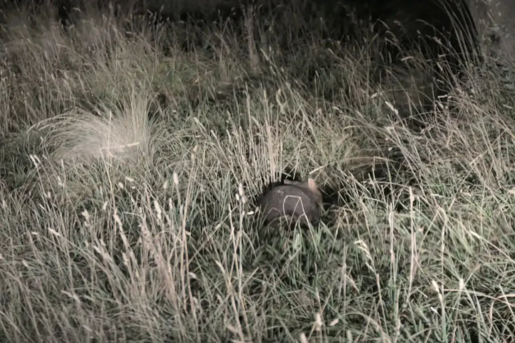 Das einzige lebende Wombat, dass ich sah