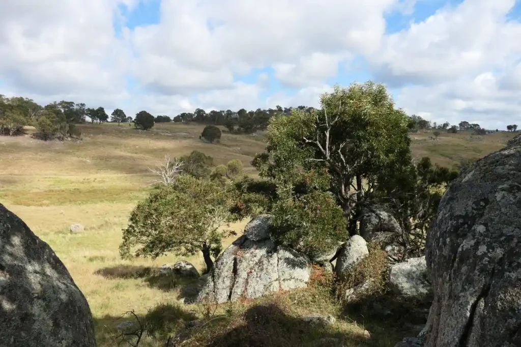 Felsen zwischen Bäumen