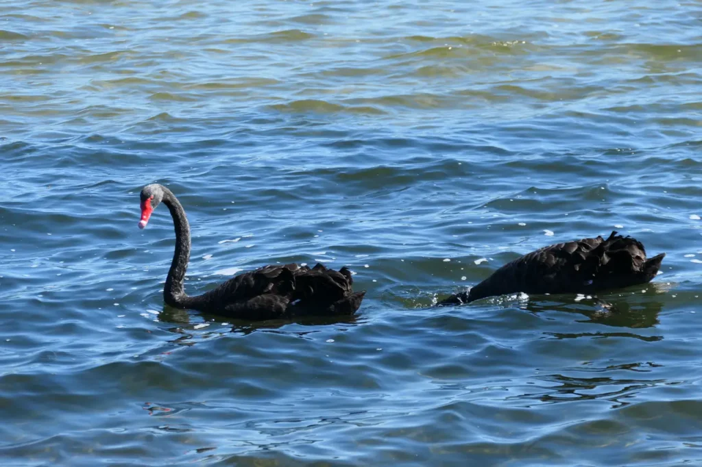 Schwarze Schwäne