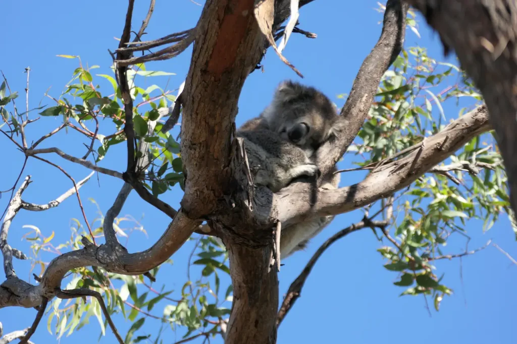 Der erste Koala