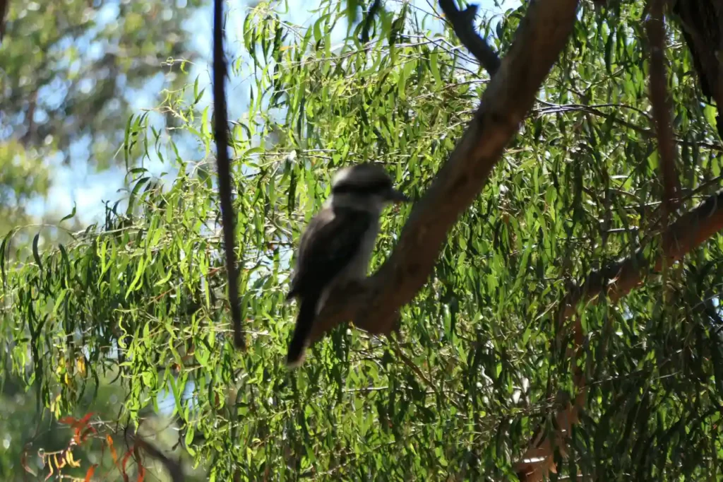 Ein Kookaburra, die lachen laut
