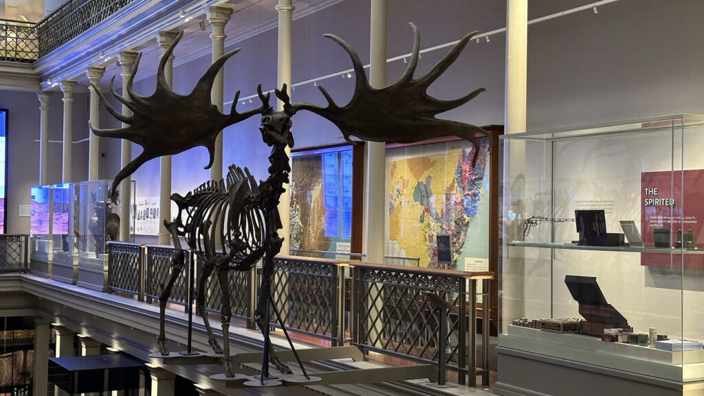 Im oberen Stockwerk eines Museums bestaune ich das riesige Elchskelett aus Australien, umgeben von bunten Infotafeln.