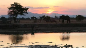 Elefant und Zebras am Wasserloch bei Sonnenuntergang, Berge im Hintergrund.