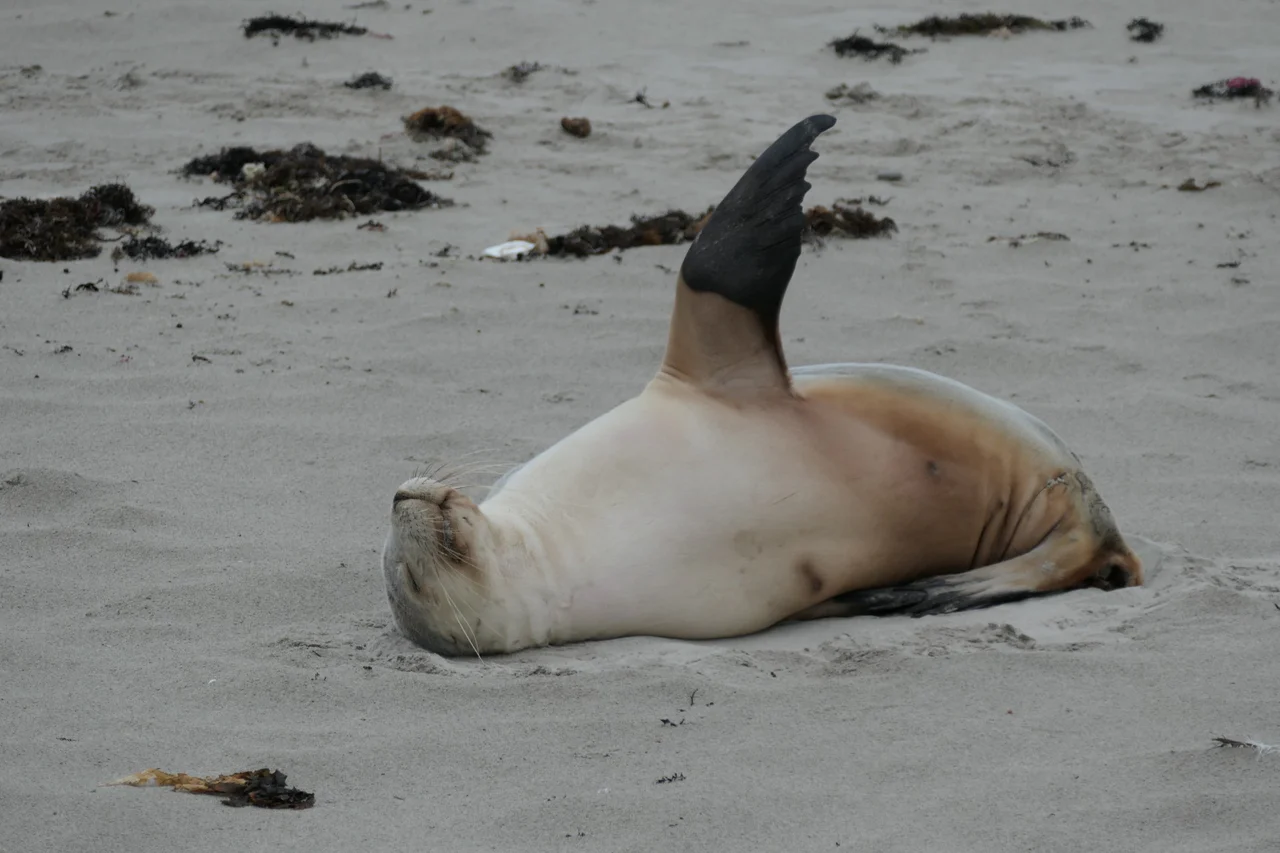 Eine Seelöwe liegt entspannt auf dem Rücken am Sandstrand von Kangaroo Island, eine Flosse in die Luft gestreckt, etwas Seegras ringsum.
