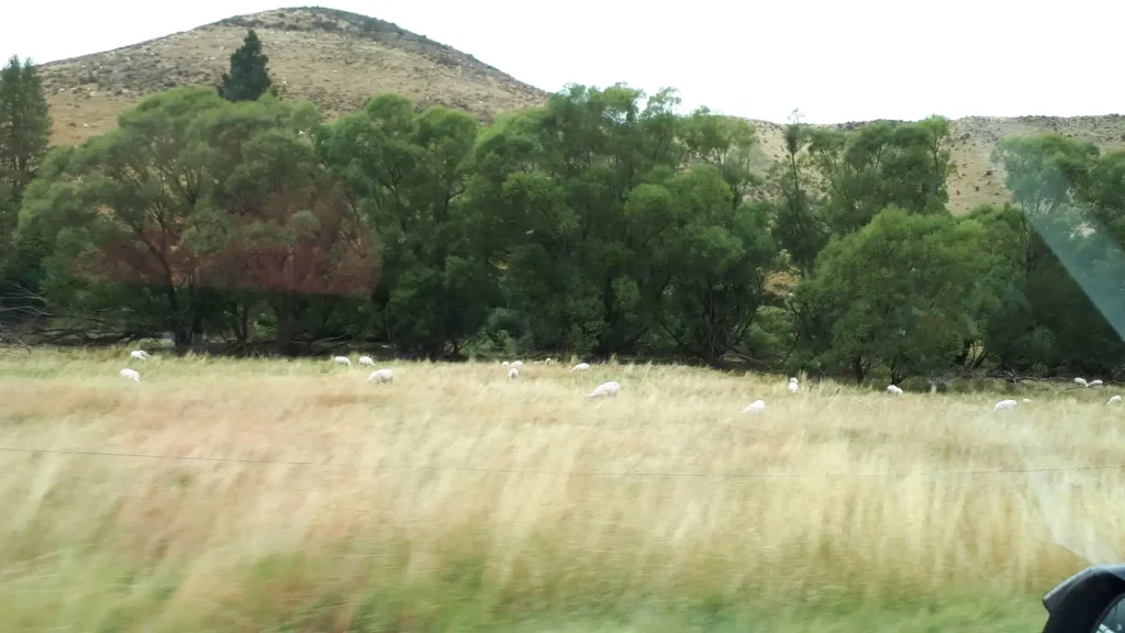 Ein grasbewachsenes Feld, auf dem verstreut Schafe grasen, begrenzt von hohen grünen Bäumen und einem Hügel im Hintergrund unter einem blassen Himmel, fängt die ruhige Landschaft der Neuseeländischen Südinsel aus einem fahrenden Fahrzeug heraus ein.
