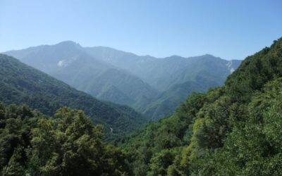 Was der Baum schon alles gesehen hat?