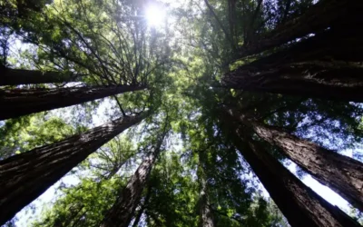 Ein halber letzter Tag… in den Muir Woods