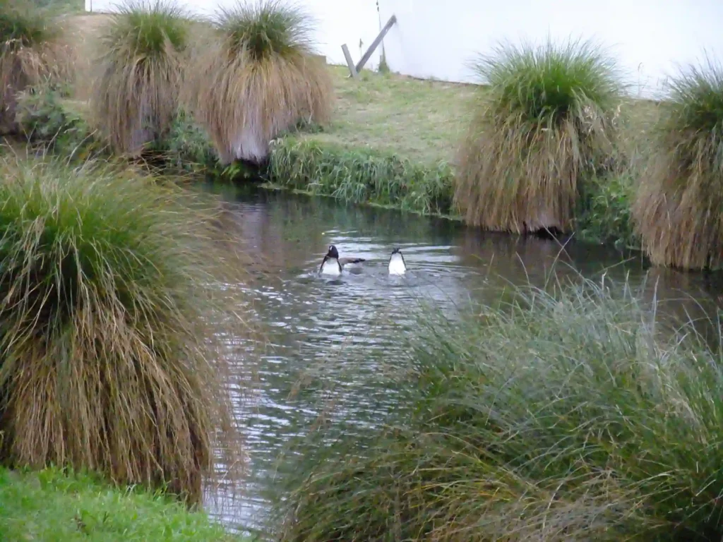 Zwei Enten schwimmen zusammen in einem kleinen Teich auf der neuseeländischen Südinsel, umgeben von hohen, buschigen Grasbüscheln. Im ruhigen Wasser spiegeln sich ein grasbewachsenes Ufer mit weiteren Grasbüscheln und ein entfernter Zaun im Hintergrund.