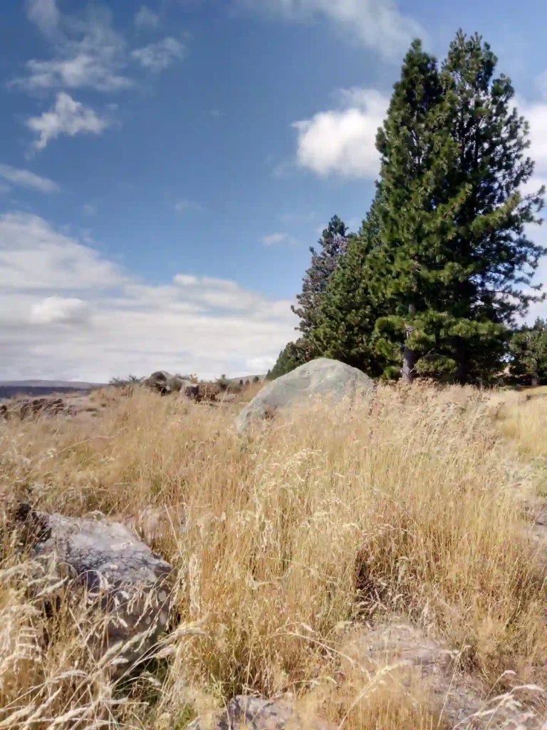 Hohe Kiefern und große Felsen stehen inmitten von trockenen, goldenen Gräsern unter einem teilweise bewölkten blauen Himmel und erinnern an die weiten, offenen Landschaften der neuseeländischen Südinsel.