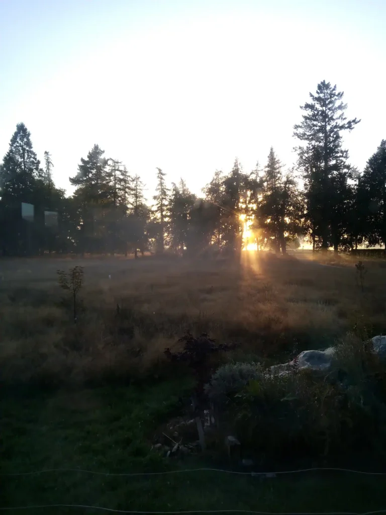 Sonnenaufgang über einer Wiese auf der neuseeländischen Südinsel mit leichtem Nebel, Bäumen im Hintergrund und goldenem Sonnenlicht, das durch die Äste fällt und eine friedliche und heitere Atmosphäre schafft.