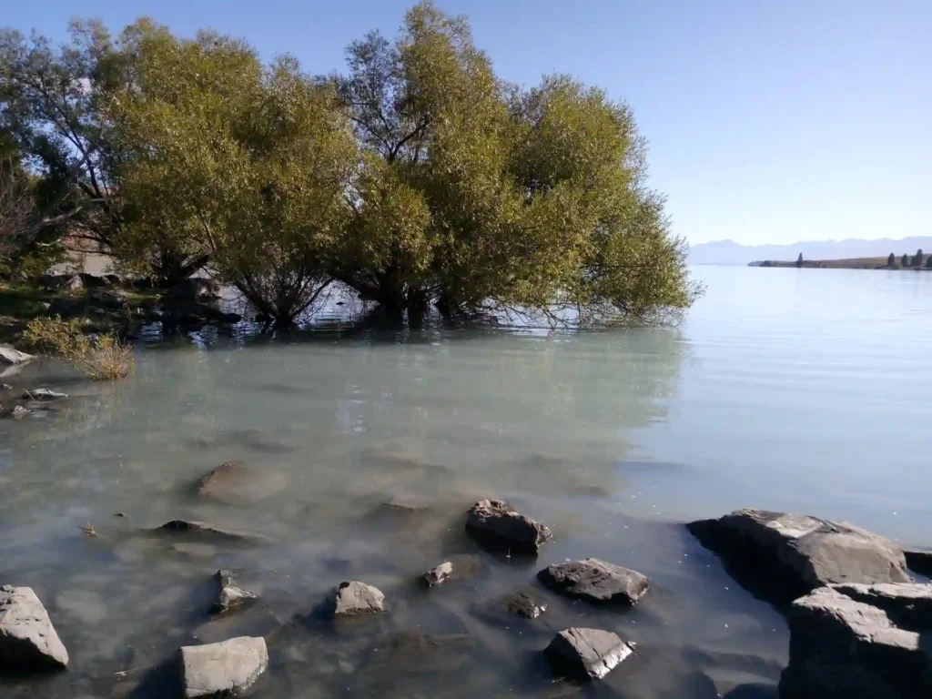 Ein Baum mit grünen Blättern wächst am Rande eines ruhigen Sees auf der neuseeländischen Südinsel, wobei einige Wurzeln im Wasser stehen. Im flachen, klaren Wasser im Vordergrund sind unter blauem Himmel Felsen verstreut.
