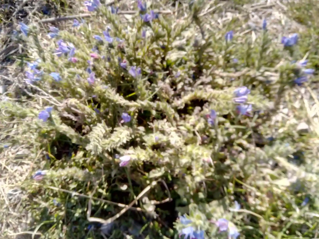 Eine buschige Pflanze mit kleinen, violettblauen Blüten und grünen Blättern wächst im Freien auf einer Wiese in der Sonne und erinnert an die wilde Schönheit der Landschaften der Neuseeländischen Südinsel.