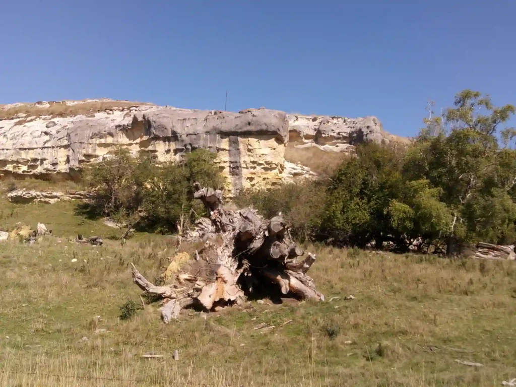 Ein großer, verwitterter Baumstumpf liegt in einem grasbewachsenen Gelände mit vereinzelten Büschen. Dahinter erhebt sich eine felsige, geschichtete Klippe unter einem klaren blauen Himmel - eine klassische Szenerie auf der neuseeländischen Südinsel.