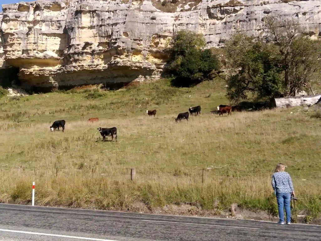 Eine Person steht am Straßenrand auf der neuseeländischen Südinsel und beobachtet Kühe, die auf einem grasbewachsenen Hang unterhalb einer großen, felsigen Klippe mit Büschen und Bäumen grasen.