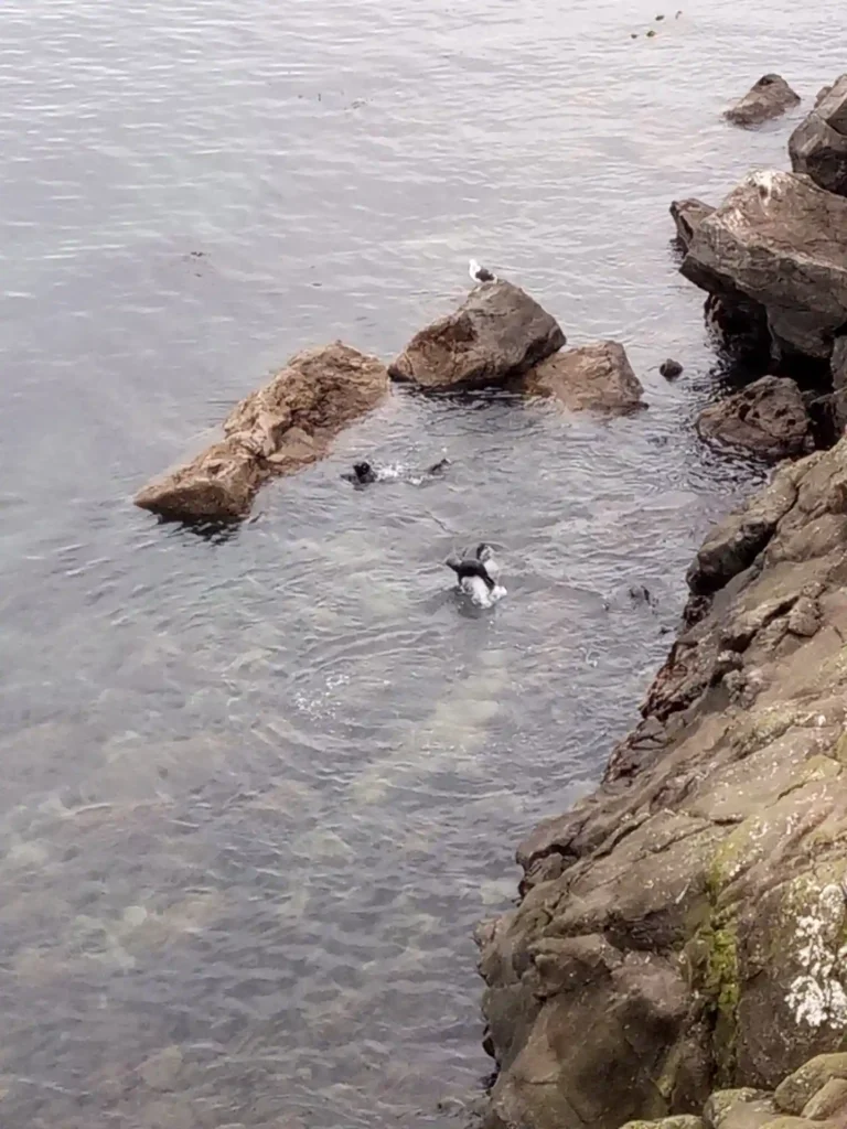 Eine Küstenszene auf der neuseeländischen Südinsel mit felsigen Klippen und klarem Wasser, in dem einige Vögel schwimmen und auf Felsen in Ufernähe hocken.