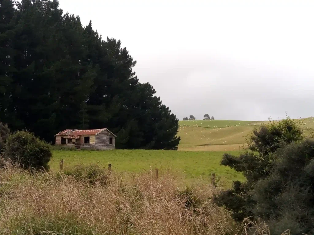 Ein alter, verwitterter Holzschuppen mit rostigem Dach steht neben hohen Bäumen auf einem grasbewachsenen Feld auf der Neuseeländischen Südinsel. Im Hintergrund sind unter dem wolkenverhangenen Himmel sanfte grüne Hügel und verstreute Schafe zu sehen.