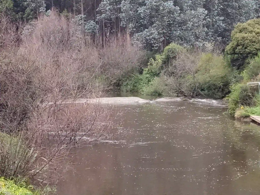 Ein ruhiger Fluss fließt durch ein Waldgebiet auf der neuseeländischen Südinsel, mit blattlosen Bäumen auf der linken Seite und üppigem grünen Laub auf der rechten Seite, was eine ruhige Naturszene schafft.