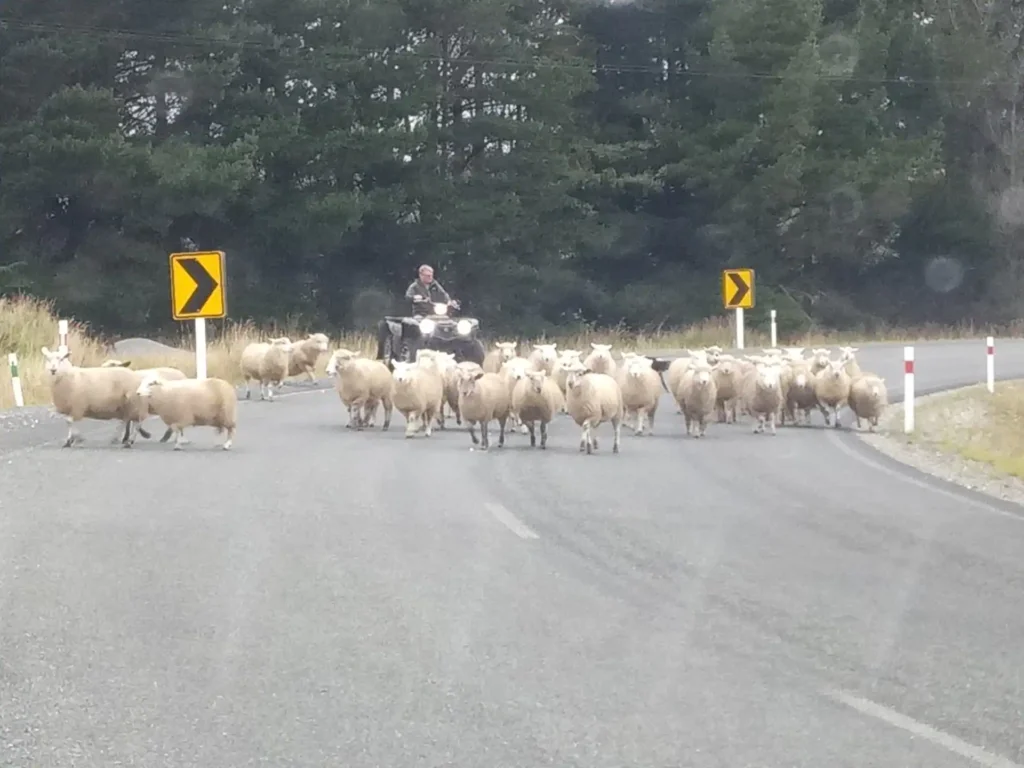 Eine Schafherde überquert eine Landstraße auf der Neuseeländischen Südinsel, geführt von einer Person auf einem ATV. Gelbe Pfeilschilder markieren die kurvenreiche Straße, während im Hintergrund hohe Bäume stehen.