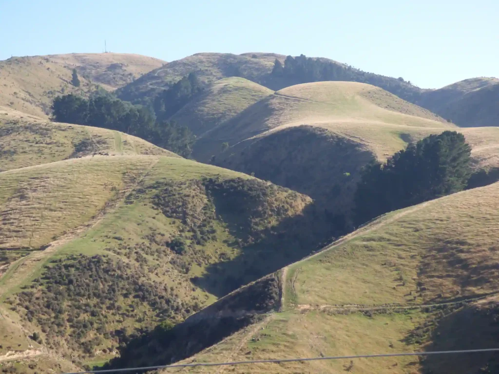 Sanft geschwungene, grüne Hügel mit trockenem Gras, vereinzelten Büschen und dunklen Baumgruppen unter einem klaren, blauen Himmel - das ist die ruhige Schönheit der Neuseeländischen Südinsel. Schotterwege schlängeln sich durch diese malerische Landschaft.
