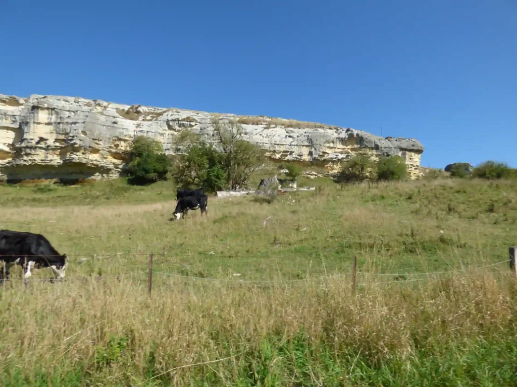 Zwei Kühe grasen auf einer Wiese auf der neuseeländischen Südinsel, mit einem Drahtzaun im Vordergrund. Hinter ihnen stehen vereinzelte Bäume und ein großer Felsen unter einem klaren blauen Himmel.