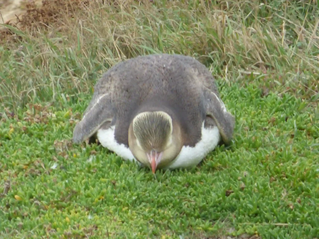 Ein Pinguin liegt mit gesenktem Kopf und ausgebreiteten Flossen flach auf dem Bauch im grünen Gras und scheint zu ruhen oder zu schlafen. Diese friedliche Szene spielt auf der Neuseeländischen Südinsel, mit trockenem Gras im Hintergrund.