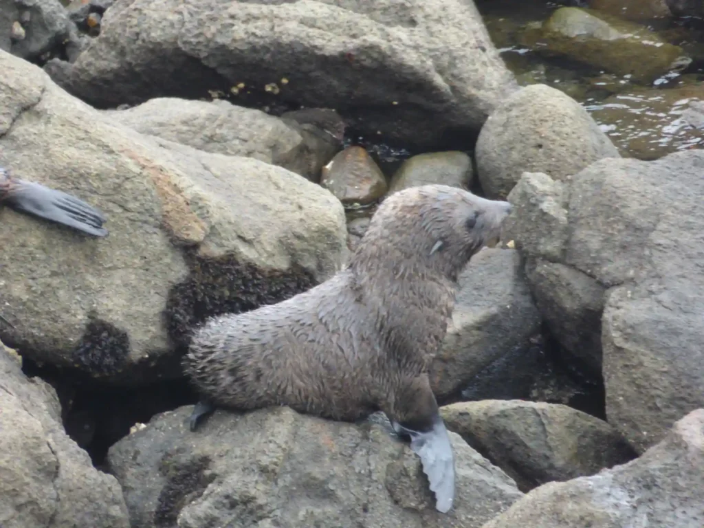Ein junger Seehund mit nassem, braunem Fell und hellen Flossen ruht auf großen, rauen Felsen in der Nähe der Wasserkante auf der Neuseeländischen Südinsel.