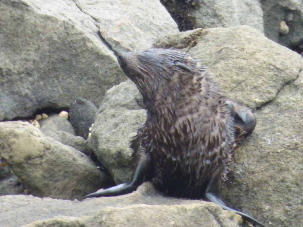 Ein nasses, dunkelbraunes Robbenjungtier sitzt auf großen, rauen Felsen auf der neuseeländischen Südinsel und schaut mit geneigtem Kopf und ausgestreckter Brustflosse nach oben.