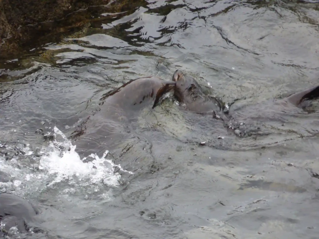 Zwei Robben schwimmen dicht nebeneinander an der Wasseroberfläche vor der Neuseeländischen Südinsel, wobei die eine die andere sanft in den Hals zu beißen scheint. Das Wasser kräuselt sich um sie herum und auf der linken Seite ist ein Spritzer zu sehen.