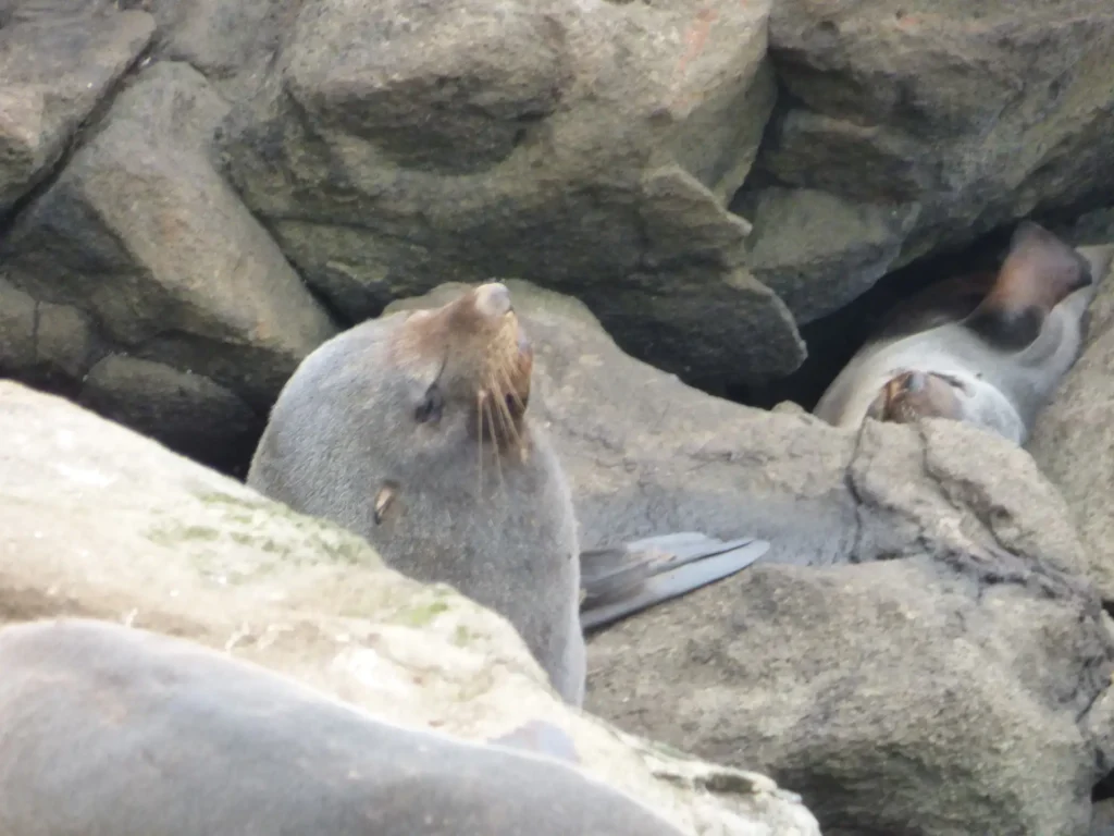 Nahaufnahme einer Pelzrobbe, die zwischen großen, grauen Felsen auf der Neuseeländischen Südinsel ruht, mit einer weiteren Robbe, die teilweise im Hintergrund zu sehen ist. Der Kopf der Hauptrobbe ist nach oben geneigt, und die Schnurrhaare sind deutlich zu sehen.