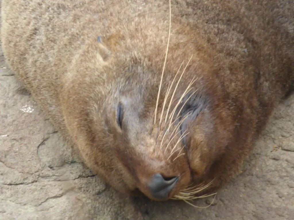 Nahaufnahme einer braunen Pelzrobbe, die mit geschlossenen Augen auf der Seite liegt und sich auf einer felsigen Oberfläche in der Neuseeländischen Südinsel ausruht. Die Schnurrhaare und die Nase sind deutlich zu erkennen.