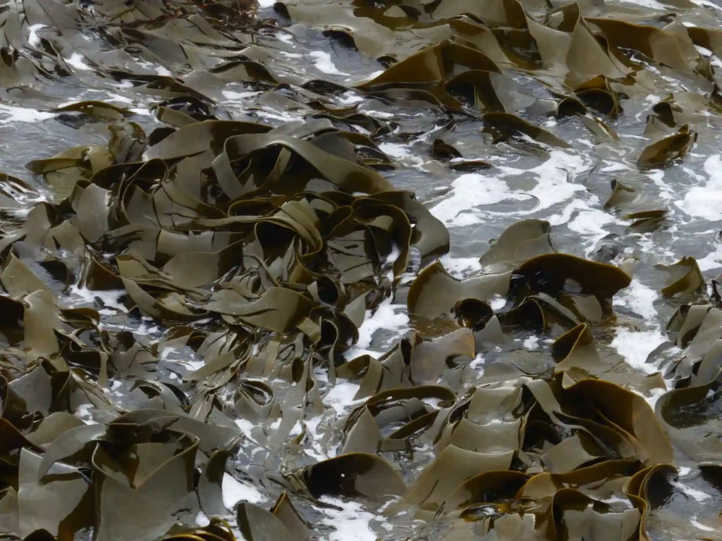 Große, dunkelbraune Algen und Seetang von der Neuseeländischen Südinsel wurden an eine felsige Küste gespült, die teilweise von weißem Meeresschaum und Wasser bedeckt war.